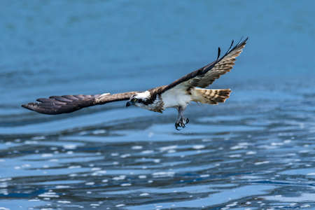 Ospreys preying on fish in the Toga River estuary weirの写真素材