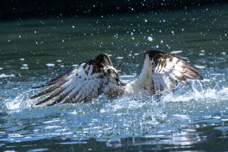 Ospreys preying on fish in the Toga River estuary weirの写真素材