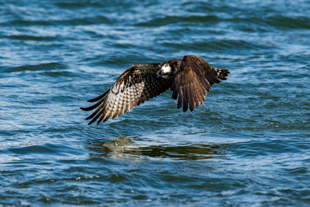 Ospreys preying on fish in the Toga River estuary weirの写真素材