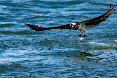 Ospreys preying on fish in the Toga River estuary weirの写真素材