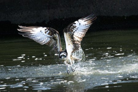 Ospreys preying on fish in the Toga River estuary weirの写真素材