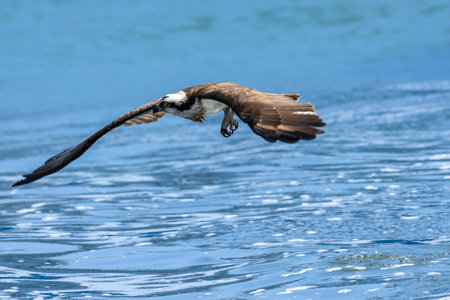 Ospreys preying on fish in the Toga River estuary weirの写真素材