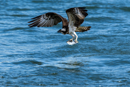 Ospreys preying on fish in the Toga River estuary weirの写真素材
