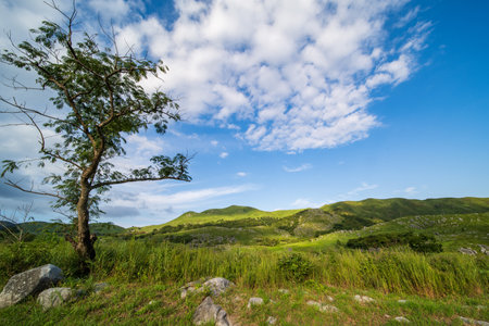 Hiraodai in the summer with a refreshing blue sky (Kitakyushu City, Fukuoka Prefecture)の写真素材