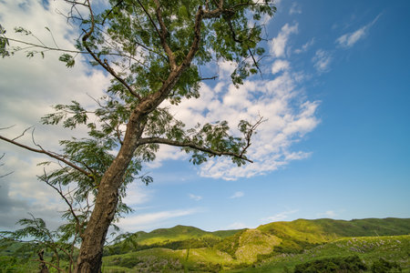 Hiraodai in early summer with a refreshing blue sky (Kitakyushu City, Fukuoka Prefecture)の写真素材