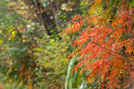 Nagato Gorge in autumn with beautiful autumn leaves and valley