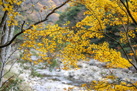 Nagato Gorge in autumn with beautiful autumn leaves and valley Yamaguchi Prefectureの写真素材