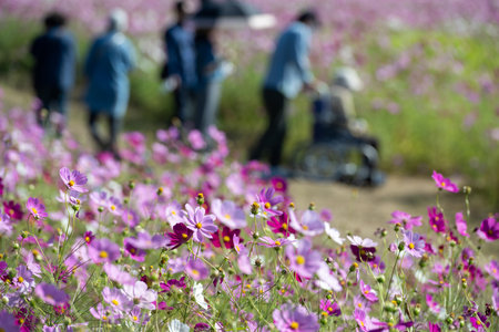 Cosmos flower field in the garden with people walking in the background.の写真素材