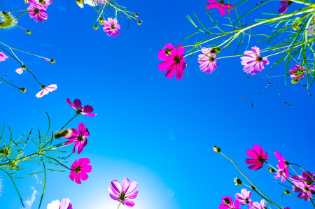 Cosmos flowers in the garden with blue sky background, japan.の写真素材