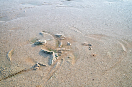 Footprints in the sand on the beach, closeup of photo