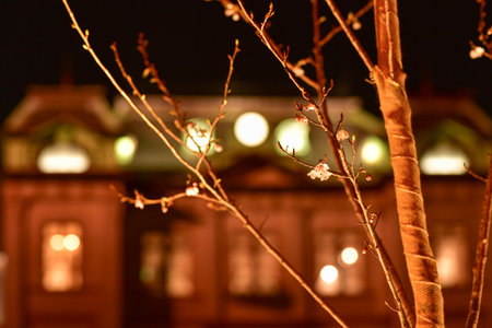 Cherry blossoms blooming at Mojiko Station at night Fukuoka Japanの写真素材