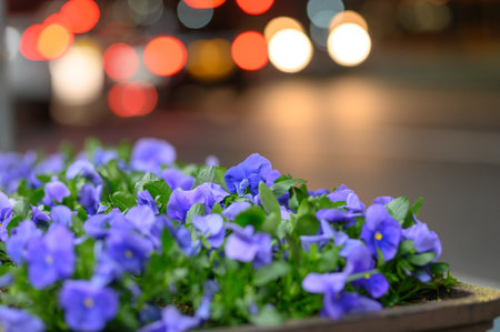 pansy flower in the city at night with bokehの写真素材
