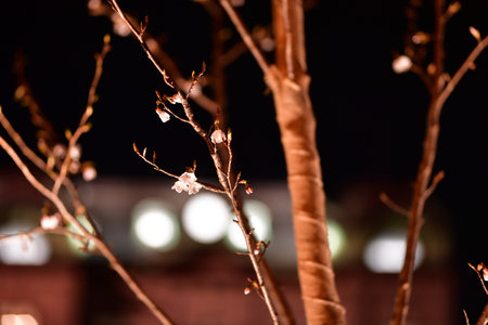 cherry blossom tree at night, shallow depth of field.の写真素材