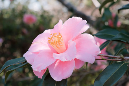 Camellia flower blooming in the garden, stock photoの写真素材