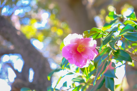 Beautiful pink camellia flower on the tree in the gardenの写真素材