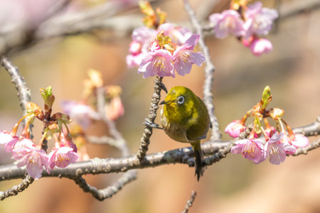 Early spring cherry blossoms and The Japanese white-eyeの写真素材