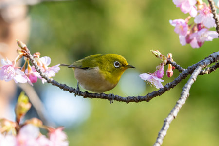 Early spring cherry blossoms and The Japanese white-eyeの写真素材