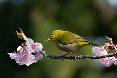 Early spring cherry blossoms and The Japanese white-eyeの写真素材