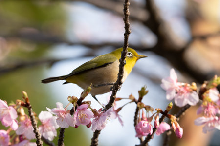 Early spring cherry blossoms and The Japanese white-eyeの写真素材