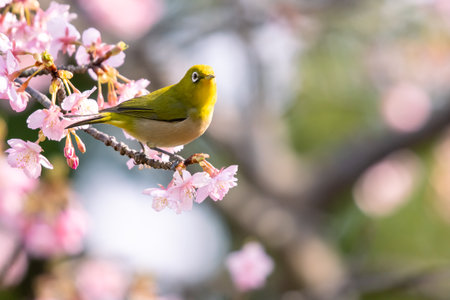 Early spring cherry blossoms and The Japanese white-eyeの写真素材