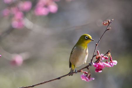 White-eye flying around red plum in early spring and sucking nectarの写真素材