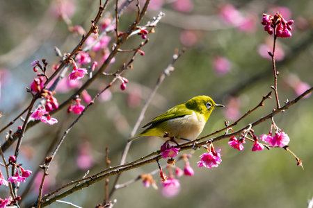 White-eye flying around red plum in early spring and sucking nectarの写真素材