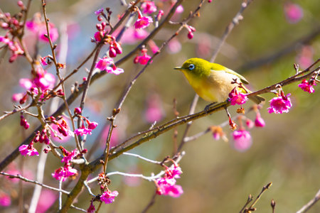 White-eye flying around red plum in early spring and sucking nectarの写真素材