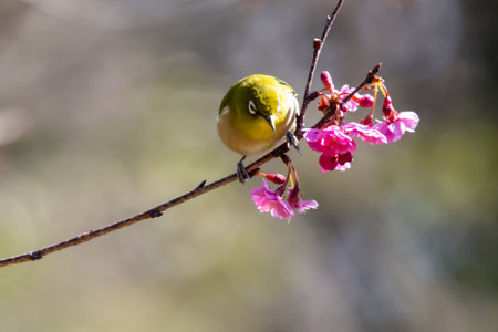White-eye flying around red plum in early spring and sucking nectarの写真素材
