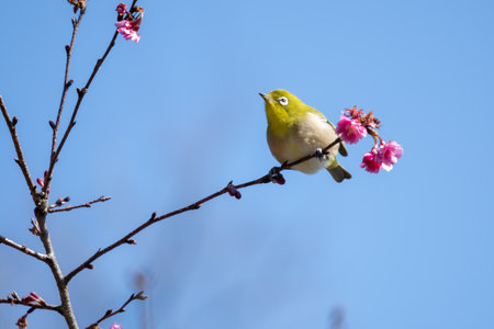 White-eye flying around red plum in early spring and sucking nectarの写真素材
