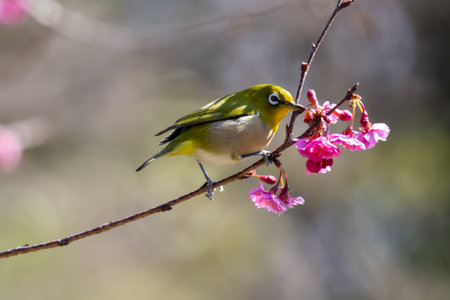 White-eye flying around red plum in early spring and sucking nectarの写真素材