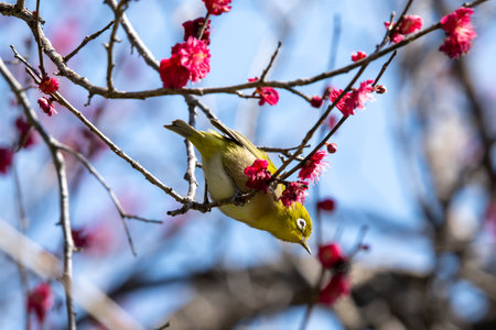 White-eye flying around red plum in early spring and sucking nectarの写真素材