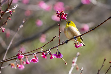 White-eye flying around red plum in early spring and sucking nectarの写真素材