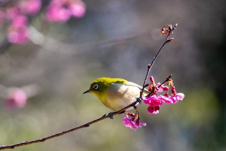 White-eye flying around red plum in early spring and sucking nectarの写真素材