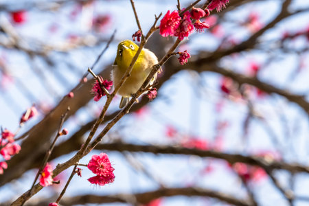 White-eye flying around red plum in early spring and sucking nectarの写真素材