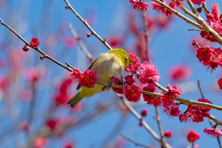 White-eye flying around red plum in early spring and sucking nectarの写真素材