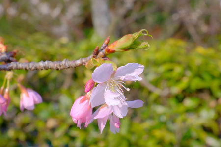 cherry blossom in spring, closeup of pink sakura flowersの写真素材