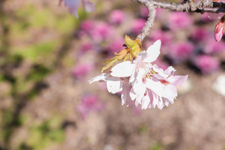 cherry blossom in spring, sakura, cherry blossomの写真素材