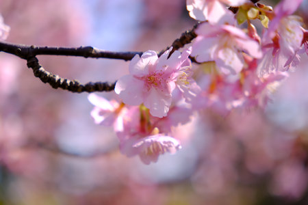cherry blossom sakura in spring season on blue sky backgroundの写真素材