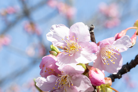 cherry blossom in springtime, closeup of pink flowersの写真素材
