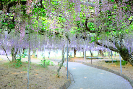 Wisteria flowers in full bloom in the garden, Japan.の写真素材