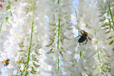 Bumblebee on white wisteria flowers in the garden.の写真素材