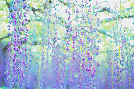 Wisteria flowers blooming in the garden - vintage effect style pictures.Japan.の写真素材
