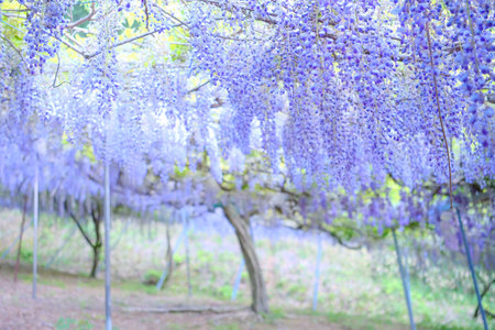 Wisteria flowers blooming in the garden in spring time.Japan.の写真素材