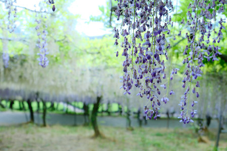 Wisteria flowers blooming in the garden with blurred background.Japan.の写真素材
