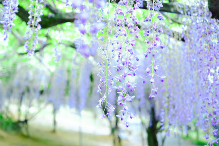 Wisteria flowers blooming in the garden with blurred background.Japan.の写真素材