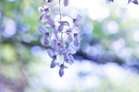 Wisteria flowers in the garden, selective focus, shallow DOF.Japan.の写真素材