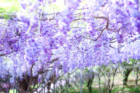 Purple wisteria flowers blooming in the garden in spring.Japan.の写真素材