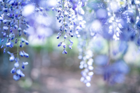 Wisteria blooming in the garden. Selective focus.Japan.の写真素材