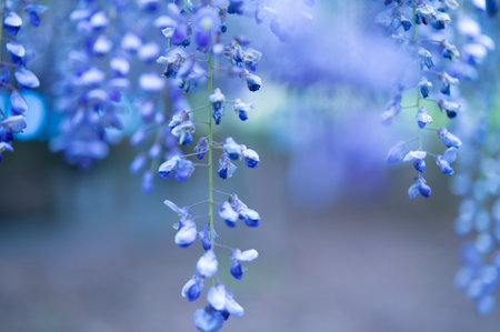Wisteria blooming in the garden with soft focus background.Japan.の写真素材