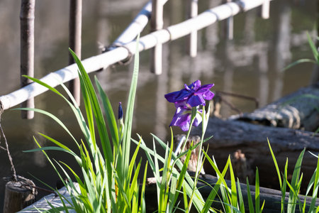 Blue iris flowers on the background of the river in the park,japanの写真素材